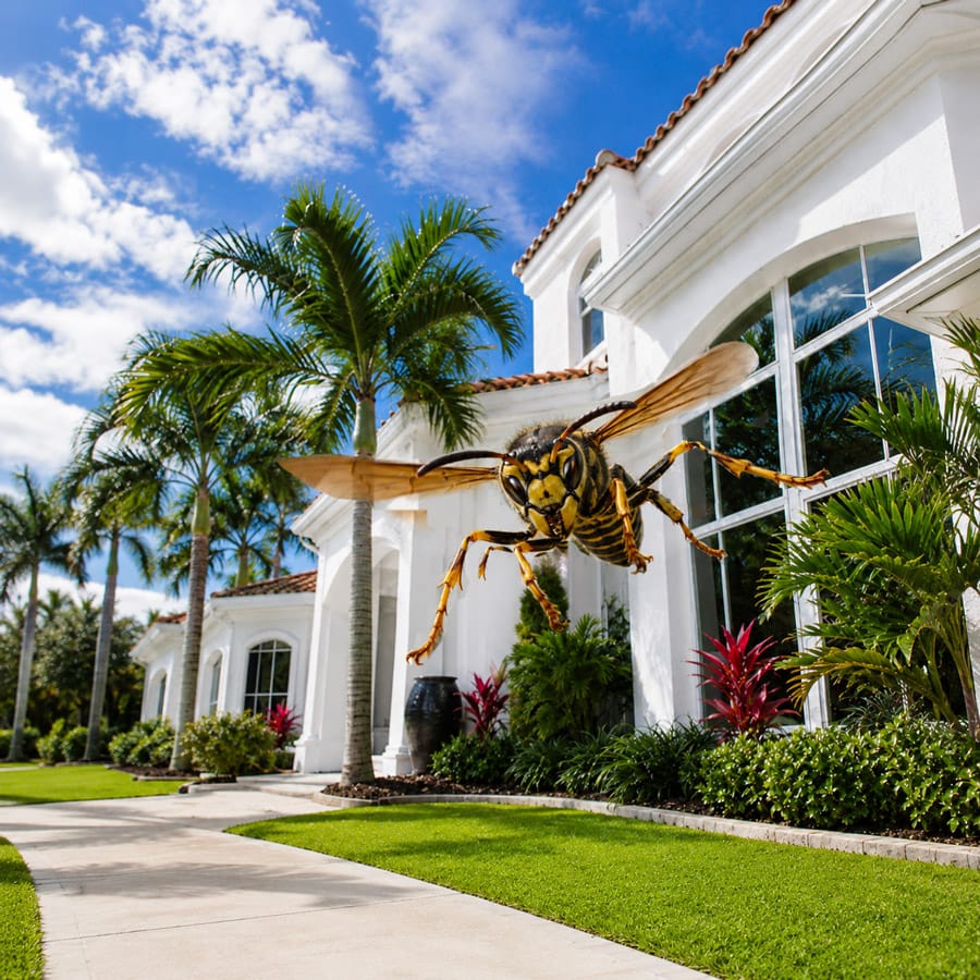 Wasps flying near the exterior of a residential property