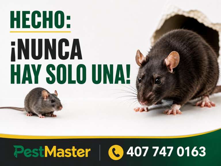 Casi nunca hay un solo Roedor son muchos.