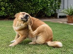 Perro con pulgas rascandose