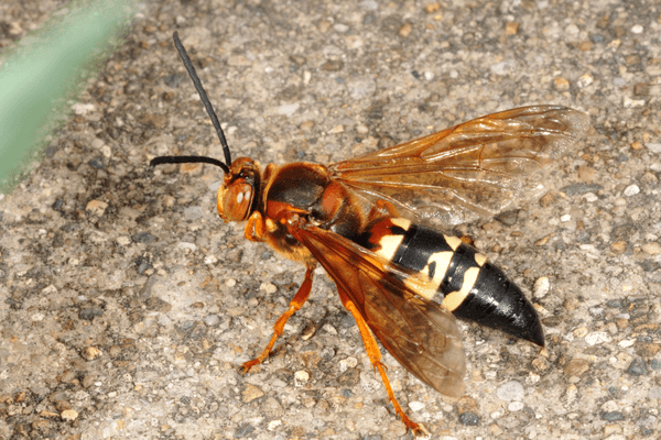 Avispa cazadora de cigarras Cicada Killer en Florida